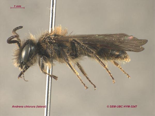 Photo of Andrena chlorura by Spencer Entomological Museum